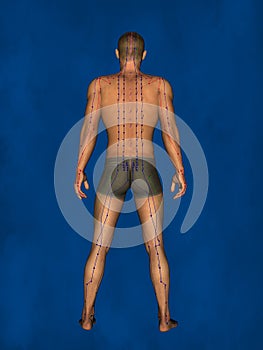 Acupuncture, 3D Model