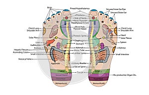 Acupuncture - Foot Scheme