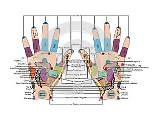 Acupuncture - Hand Vector Illustration