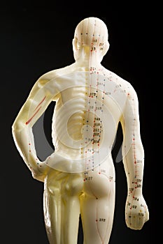 Acupuncture mannequin -- rear view