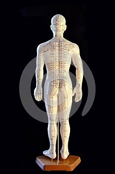 Acupuncture Model