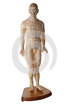 Acupuncture Model