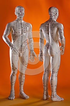 Acupuncture Model - Alternative Medicine - China