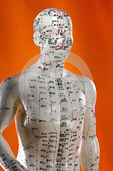 Acupuncture Model - Alternative Medicine - China