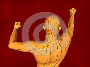 Acupuncture Model, 3D Model