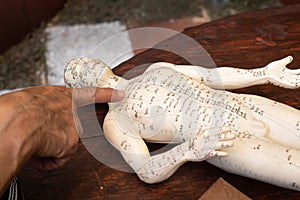 Acupuncture model human body