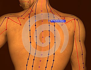 Acupuncture Point BL13 Feishu, 3D Illustration, Brown Background photo