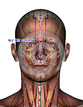 Acupuncture point BL2 Cuanzhu