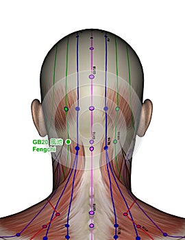 Acupuncture point GB20 Fengchi