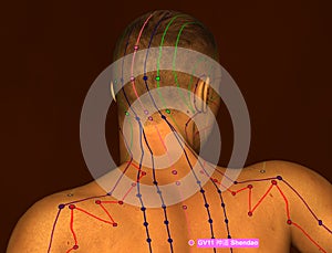 Acupuncture Point GV11 Shendao, 3D Illustration, Brown Background