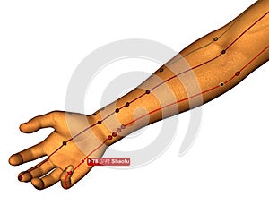 Acupuncture Point HT8 Shaofu, 3D Illustration, White Background