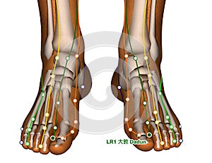 Acupuncture Point LR1 Dadun, 3D Illustration