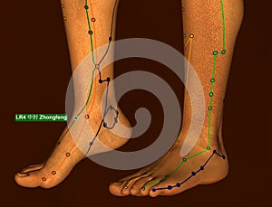 Acupuncture Point LR4 Zhongfeng, 3D Illustration, Brown Background