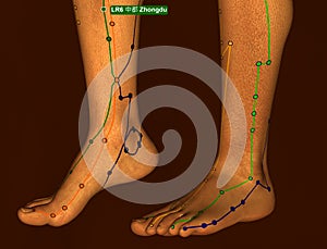 Acupuncture Point LR6 Zhongdu, 3D Illustration, Brown Background