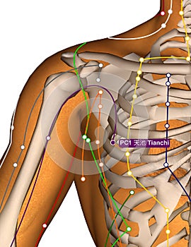 Acupuncture Point PC1 Tianchi, 3D Illustration