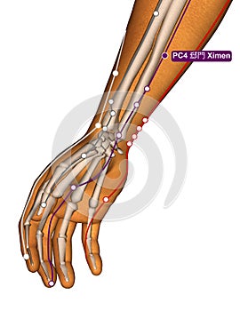 Acupuncture Point PC4 Ximen, 3D Illustration