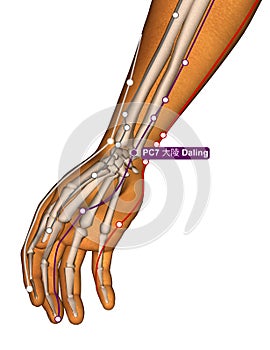 Acupuncture Point PC7 Daling, 3D Illustration