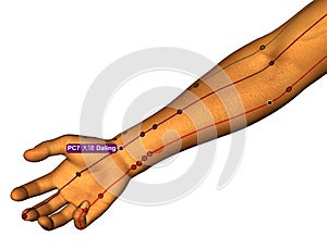 Acupuncture Point PC7 Daling, 3D Illustration, White Background