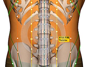 Acupuncture Point ST25 Tianshu, Stomach Meridian