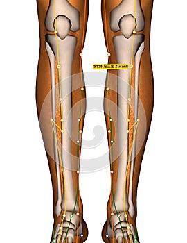 Acupuncture Point ST36 Zusanli, Stomach Meridian