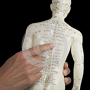 Acupuncturist pointing to BL17 on Acupuncture Model