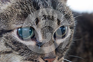 Acute glaucoma in adult cat, intraocular presure increased and blind at presentation, keratic precipitates