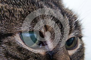 Acute glaucoma in adult cat, intraocular presure increased and blind at presentation, keratic precipitates