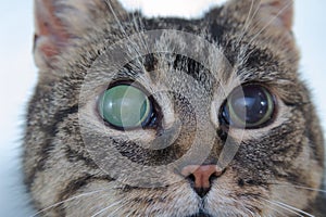 Acute glaucoma in adult cat, intraocular presure increased and blind at presentation, keratic precipitates photo