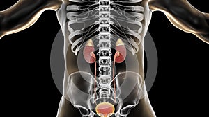 Acute pyelonephritis, medical concept