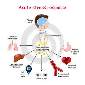 Acute stress response. Reaction of endocrine system