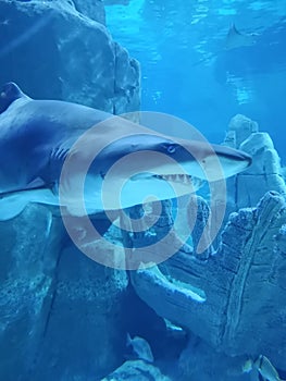 Aquarium with shark