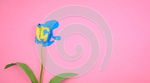 Acylic color blue dripping on yellow tulip flower flat lay on clear pink background.