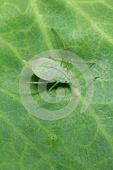 Acyrthosiphon pisum commonly known as the pea aphid or as the green dolphin, pea louse and clover louse.