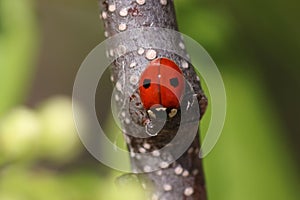 Adalia bipunctata, commonly known as the two-spot ladybird, two-spotted ladybug or two-spotted lady beetle