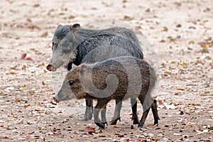 Adalt and young peccary in the Pantanal