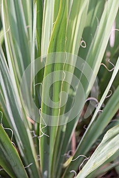 Adam’s needle and thread Yucca filamentosa Bright Edge, variegated strappy leaves