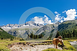 Adamello and Brenta National Park - Horses and Mountain Peak