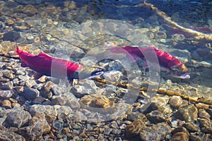 Adams River, Spawning Sockeye Salmon