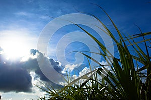 Adan, Pandanus tectorius, and sun