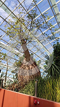 Baobabs tree at botanical garden, Singapore photo