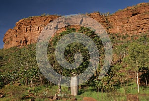 Adansonia gregorii