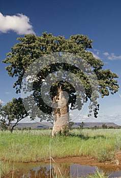 Adansonia gregorii