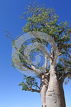 Adansonia gregorii Boab bottle tree