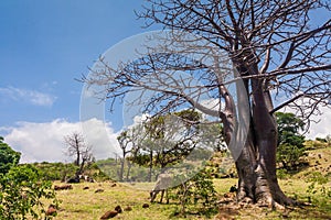 Adansonia suarezensis