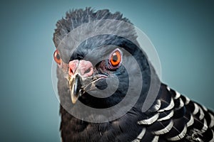 Adaptable Pigeon bird. Generate Ai