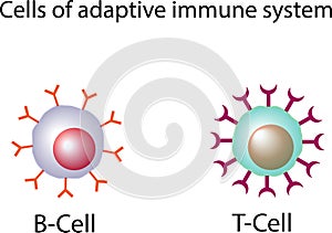 Cells of adaptive immune system photo