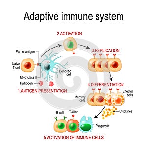 Adaptive immune system from Antigen presentation to activation o
