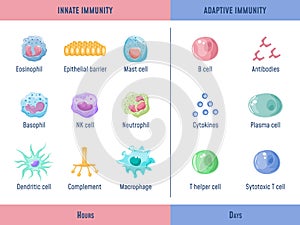 Adaptive immune system. Cells Innate immunity Complement protein, Anatomical division diagram with lymphoid cell photo