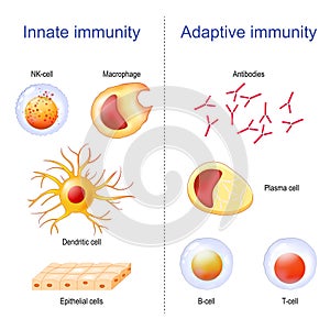 Adaptive immunity and Innate immunity. immune system photo