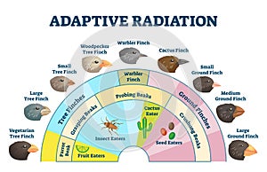 Adaptive radiation vector illustration. Labeled birds diet evolution diagram